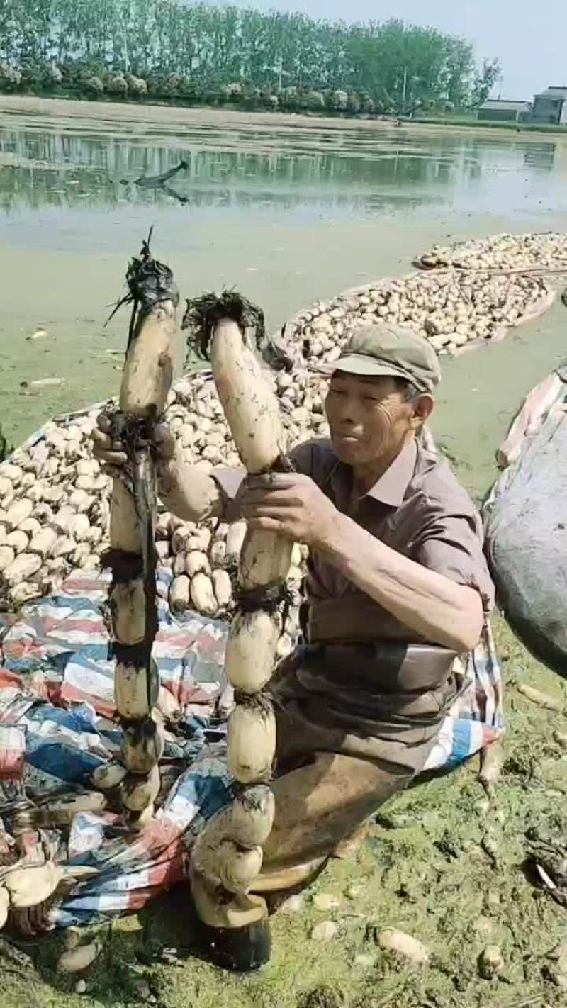 白嫩货大地红莲藕，规格大皮薄肉厚，口感甜脆。