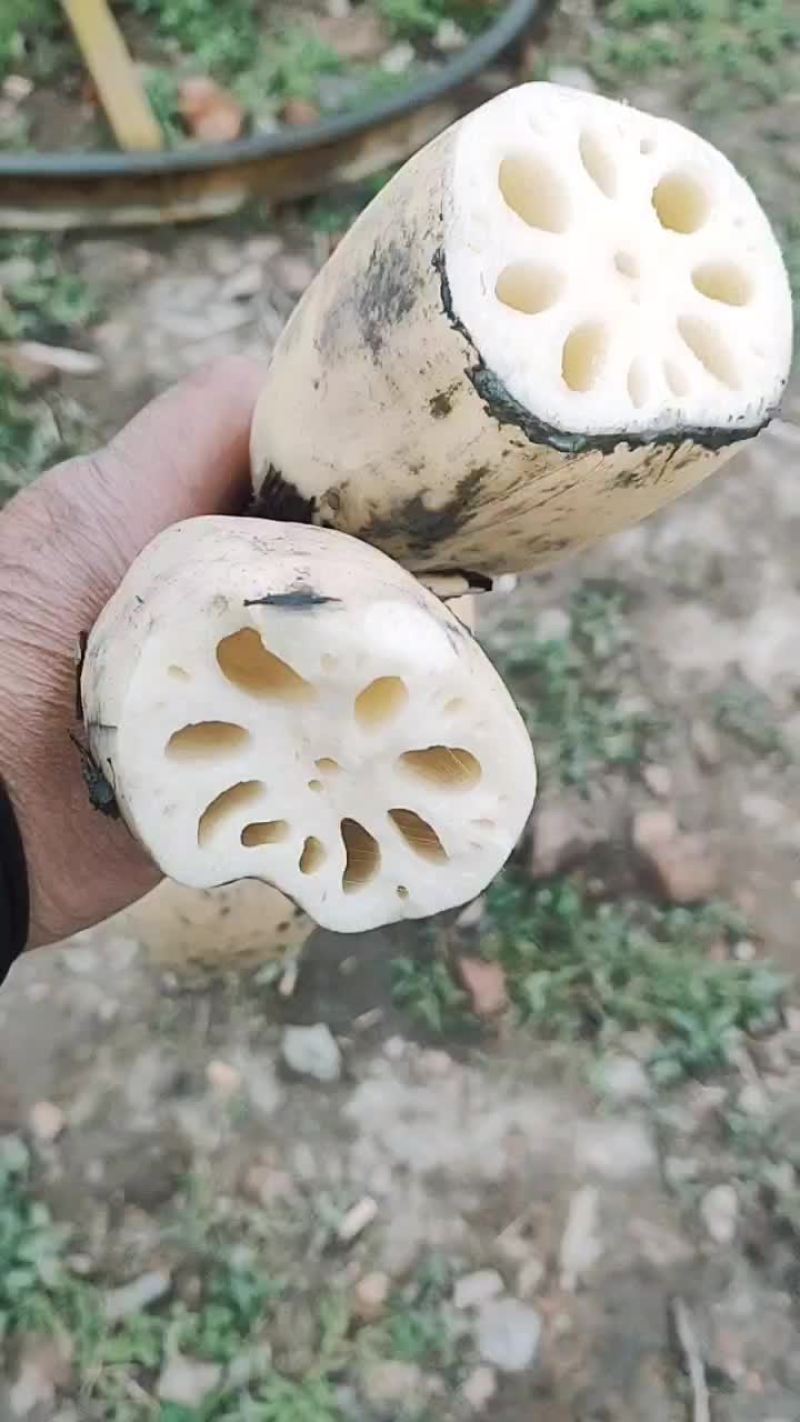白嫩货大地红莲藕，规格大皮薄肉厚，口感甜脆。
