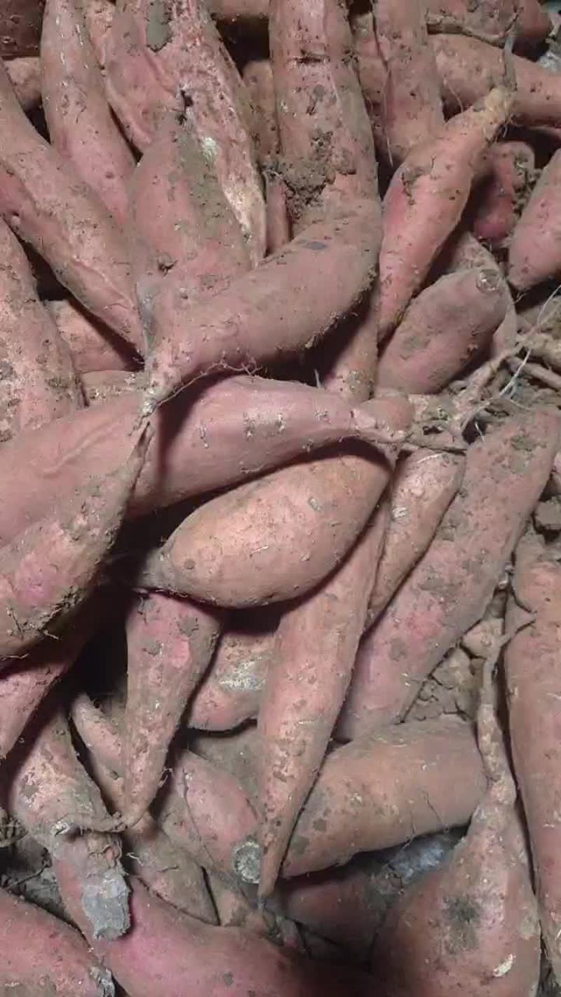 烟薯小果1至3两红皮红心