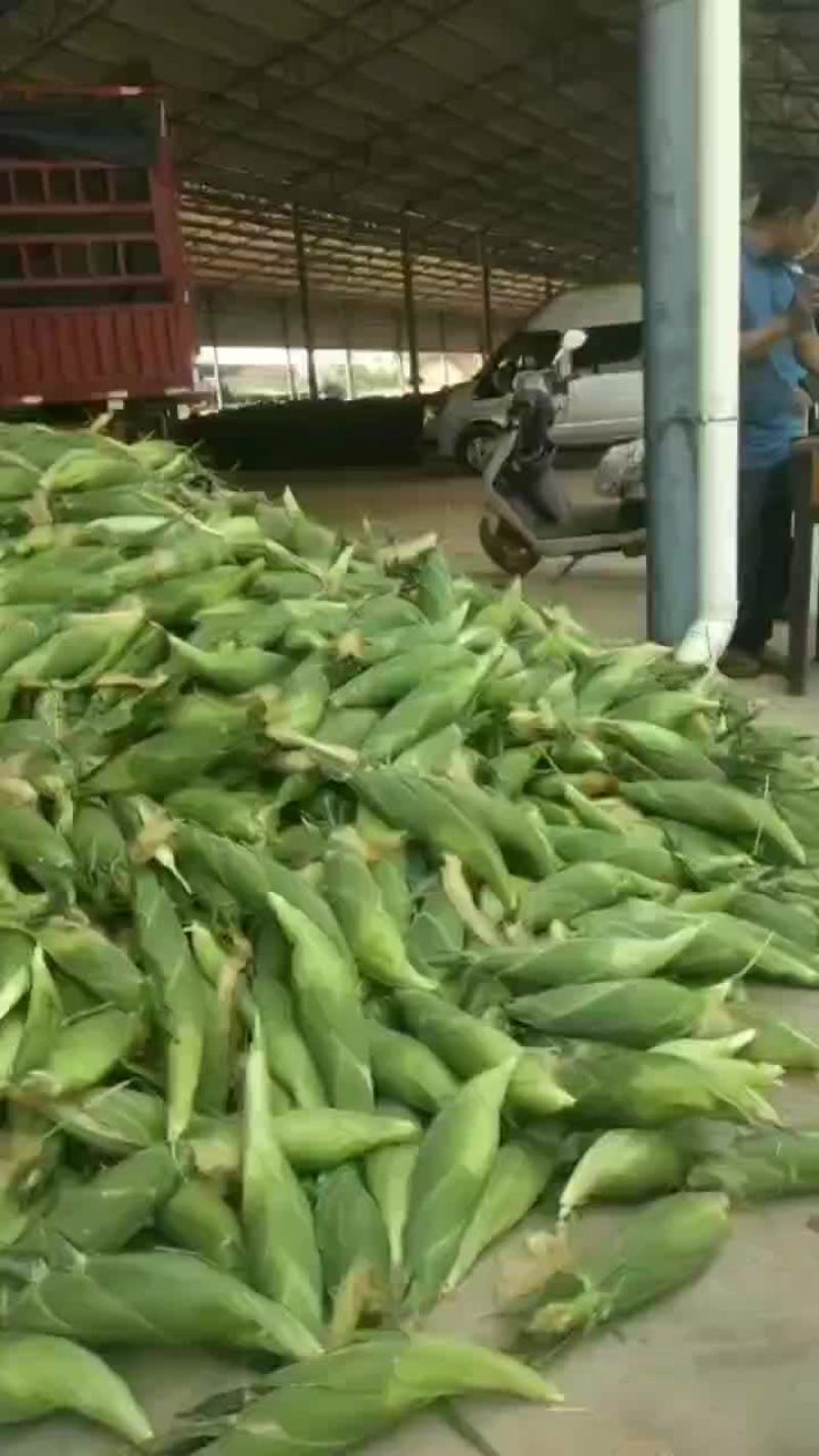 太阳花玉米