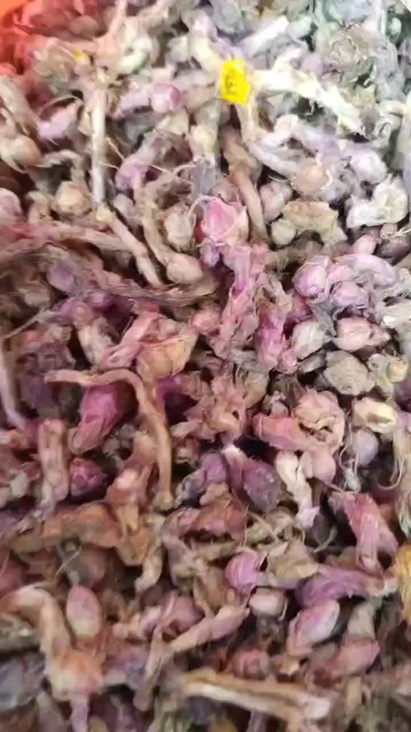 款冬花质量保障量大从优对接全国欢迎订购