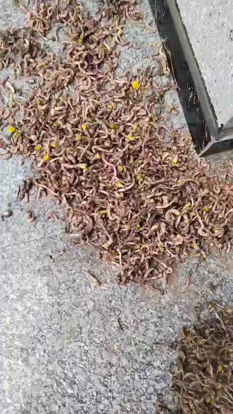 款冬花质量保障量大从优对接全国欢迎订购