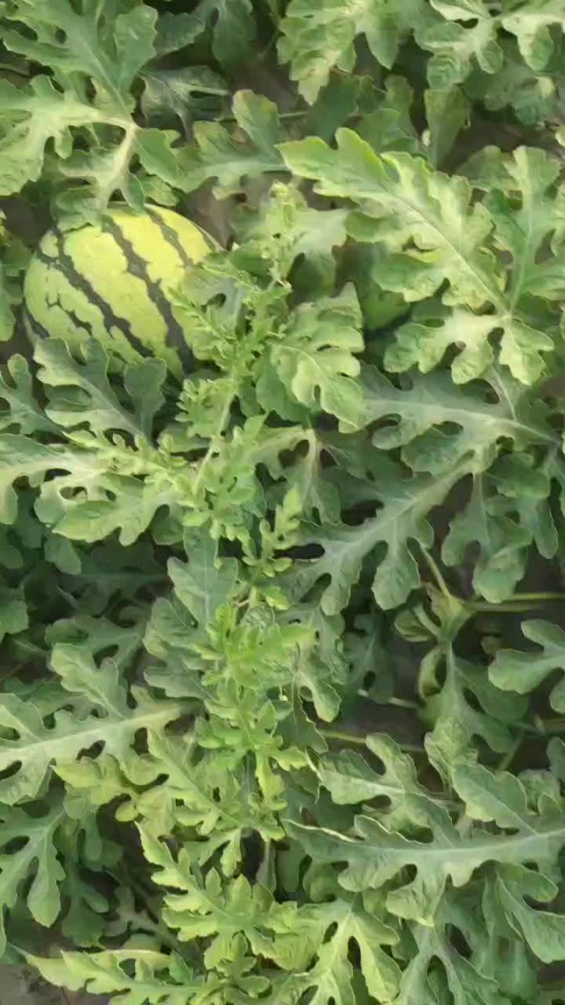 冮苏东台特小凤大量供货