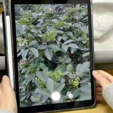 重庆花椒