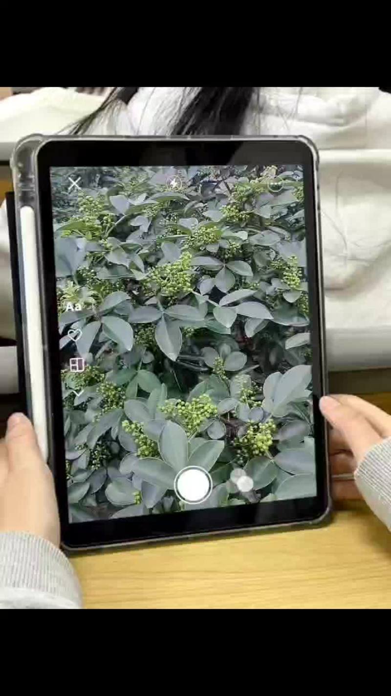 重庆花椒
