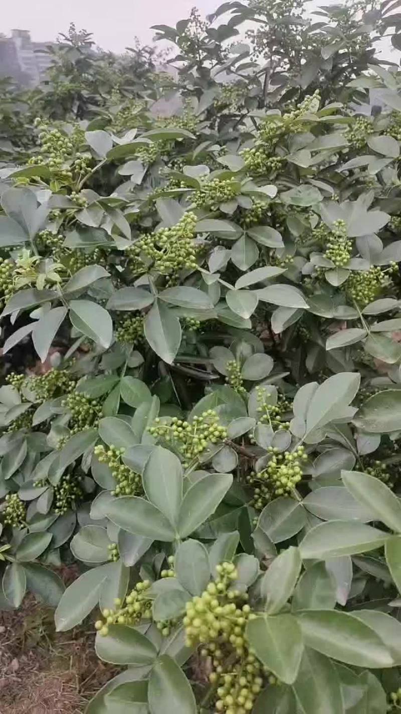 重庆花椒