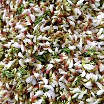 大量精品槐花