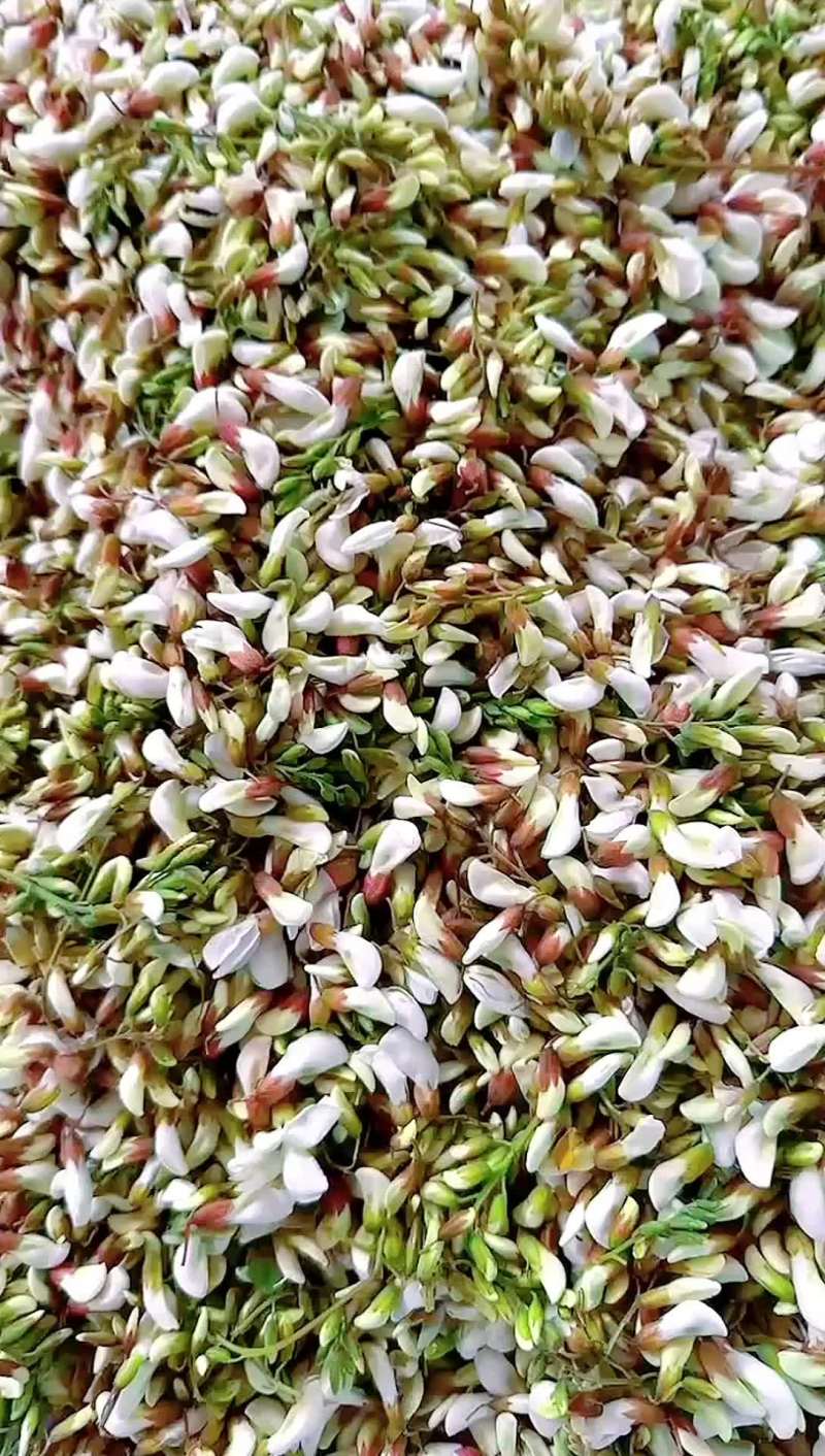 大量精品槐花