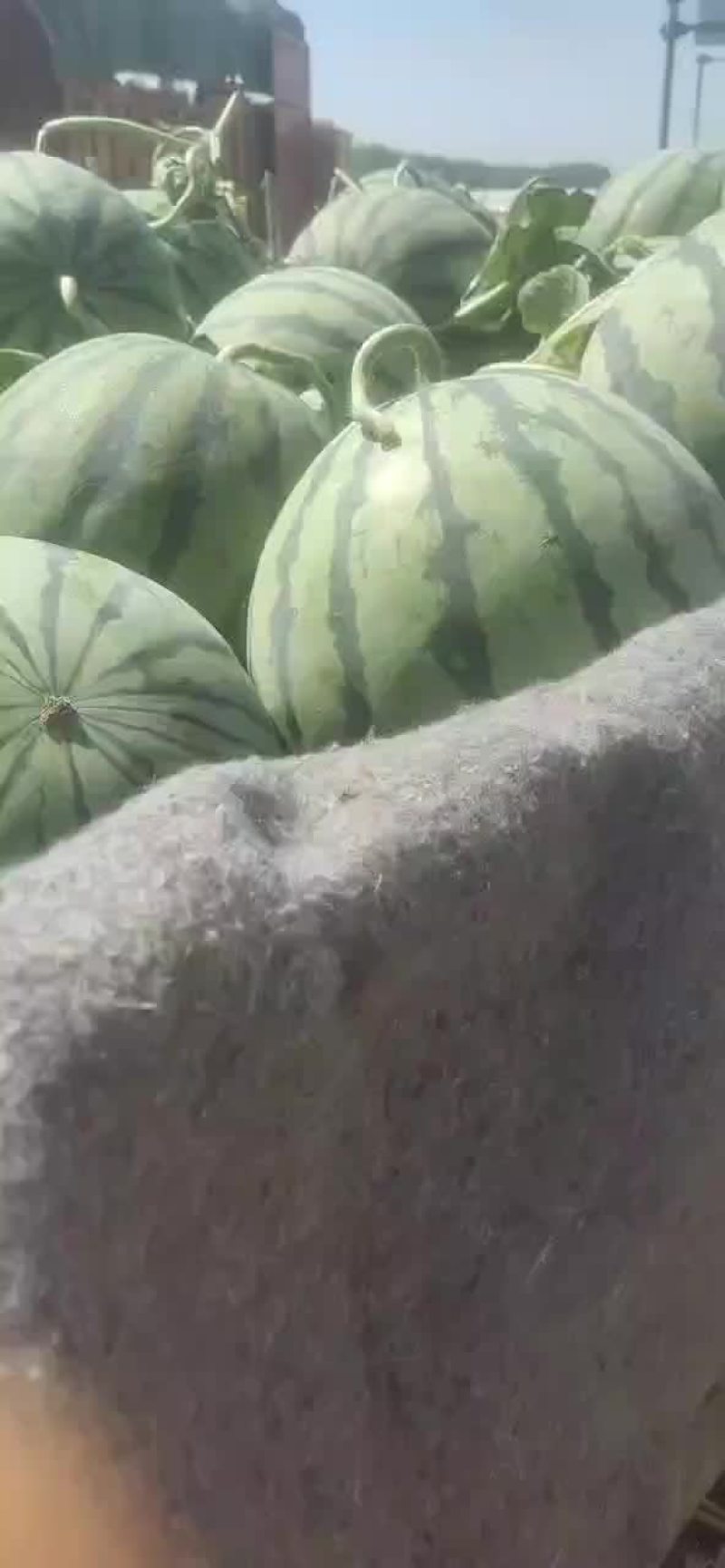 精品早春红玉西瓜，美都，甜王，8424西瓜大量上市，