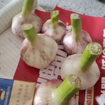 杞县早熟蒜鲜蒜
