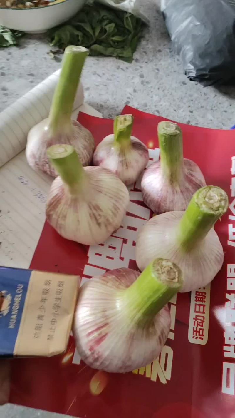 杞县早熟蒜鲜蒜