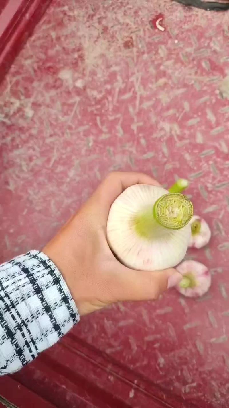 杞县早熟蒜鲜蒜