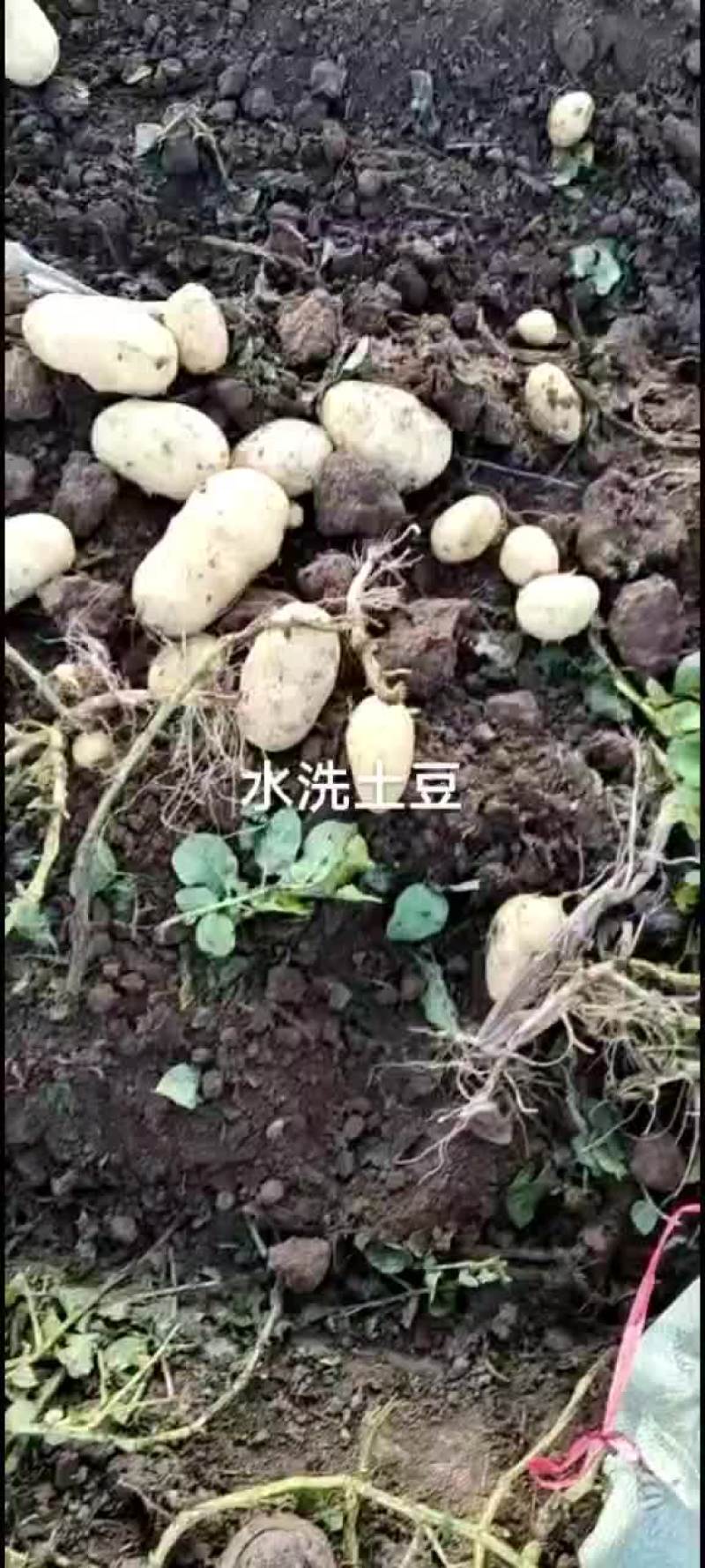 【土豆】河北玉田沃土5号等，品种齐全，量大从优，全国发货
