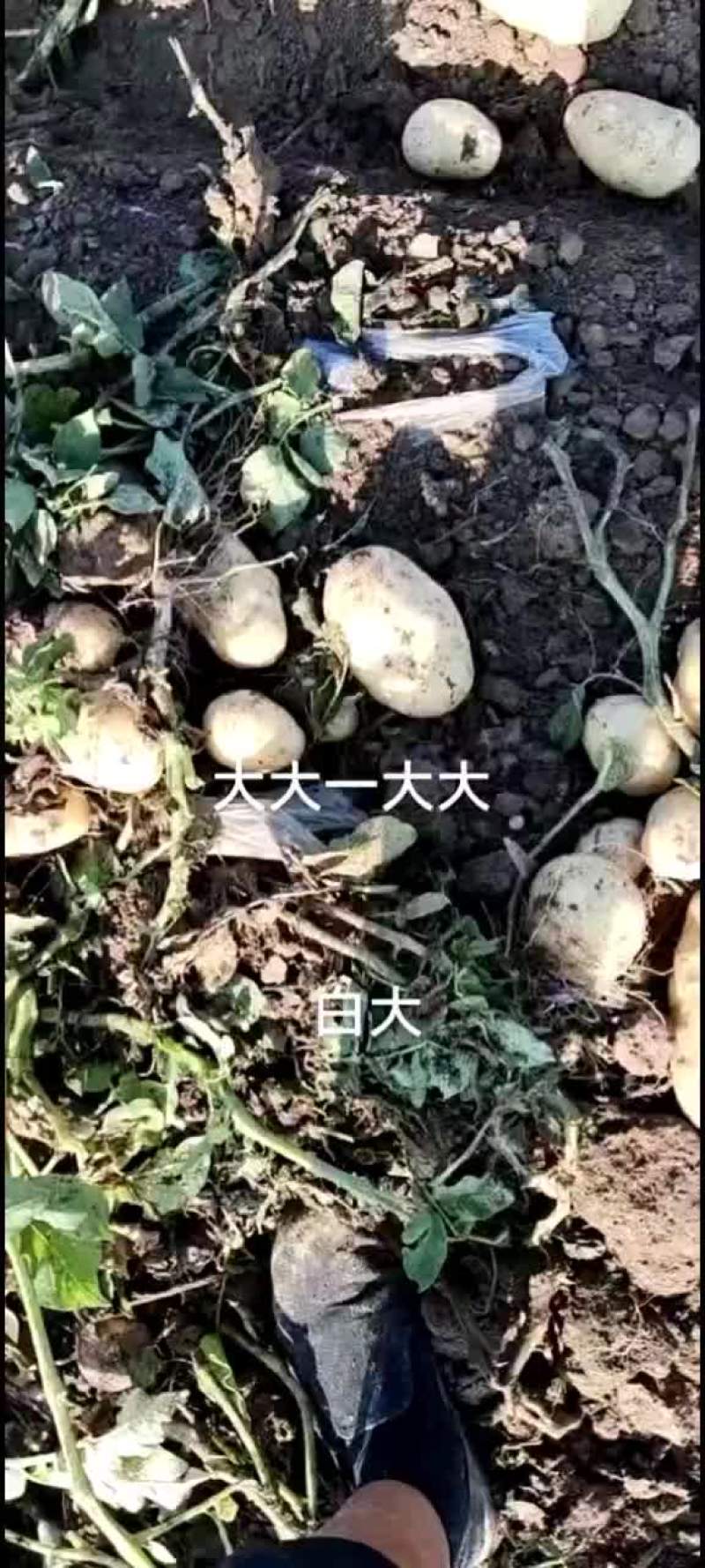 【土豆】河北玉田沃土5号等，品种齐全，量大从优，全国发货