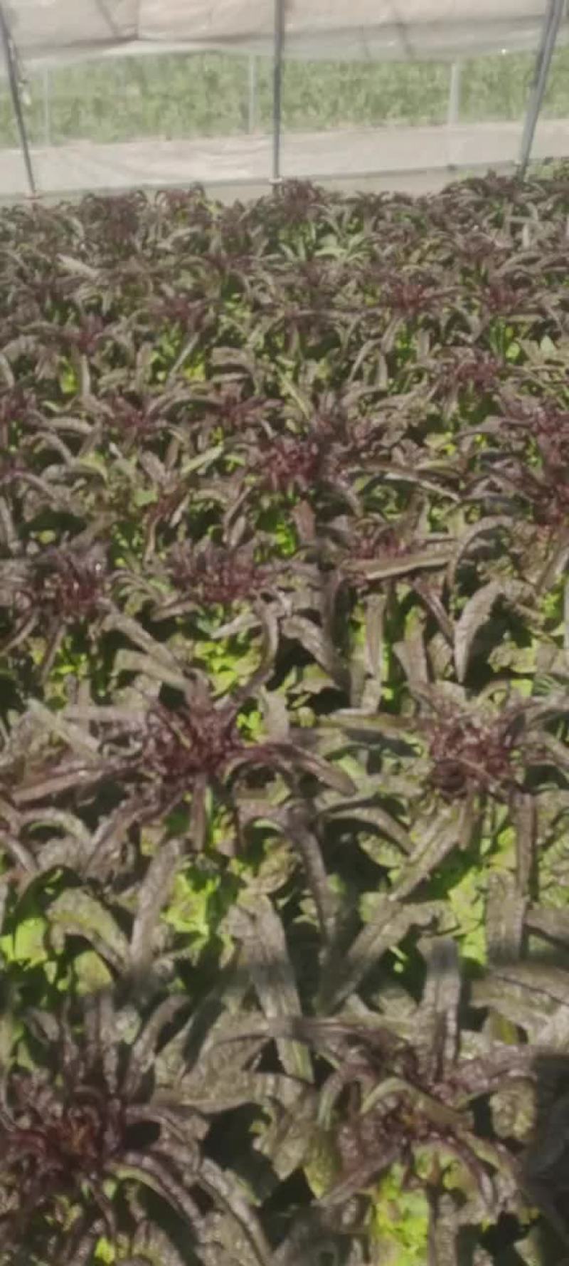 兰州精品莴笋大量上市有需要的老总联系我