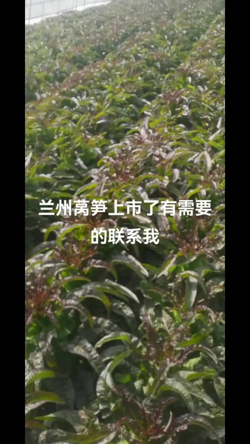 兰州精品莴笋大量上市有需要的老总联系我