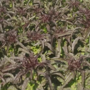 兰州精品莴笋大量上市有需要的老总联系我