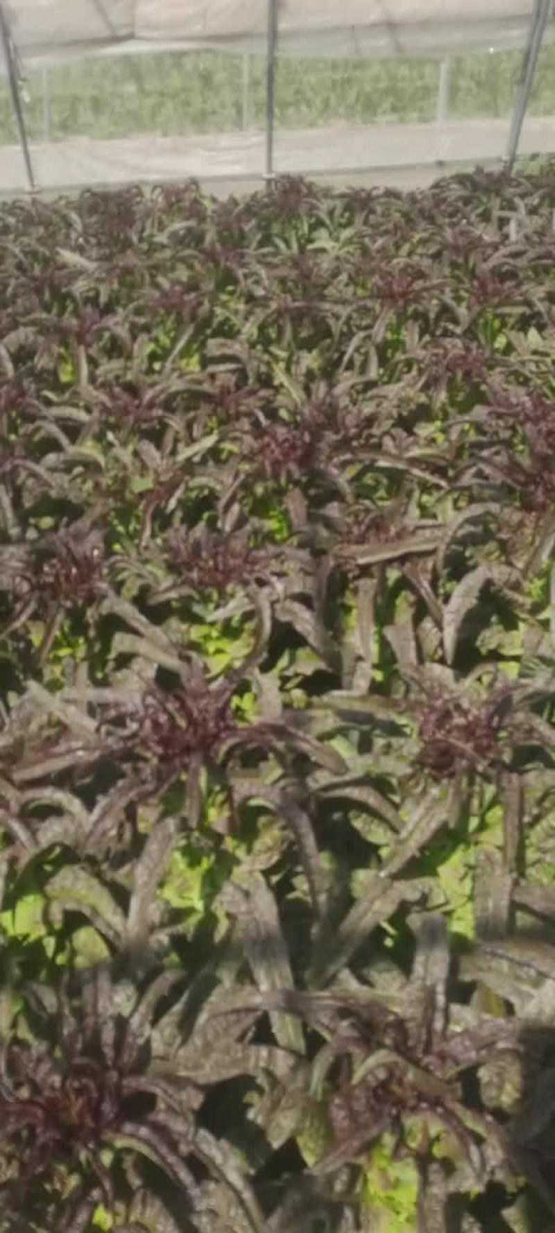 兰州精品莴笋大量上市有需要的老总联系我