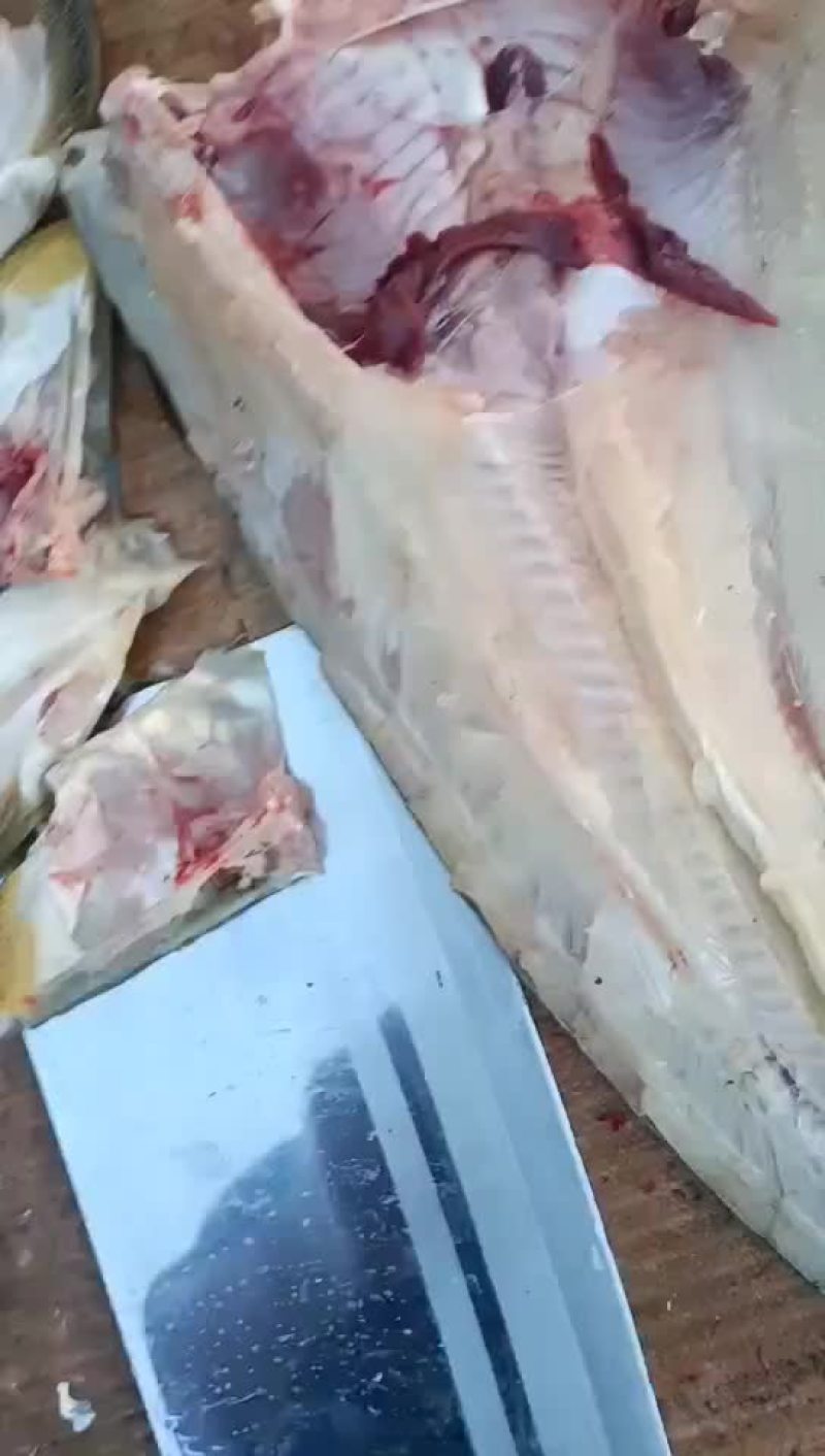 无油大口鲶