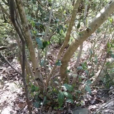江西纯野生正山小种红茶