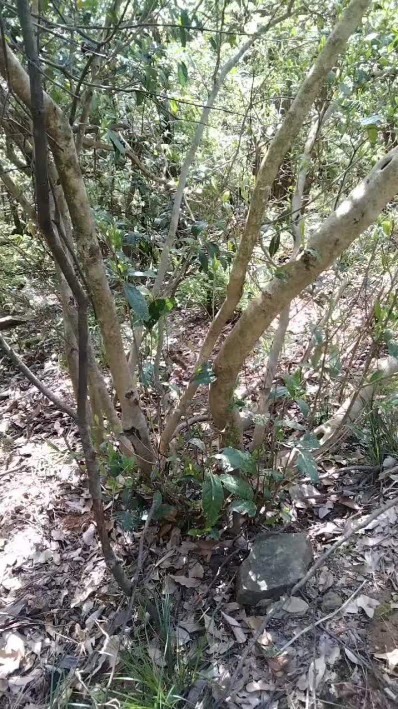 江西纯野生正山小种红茶