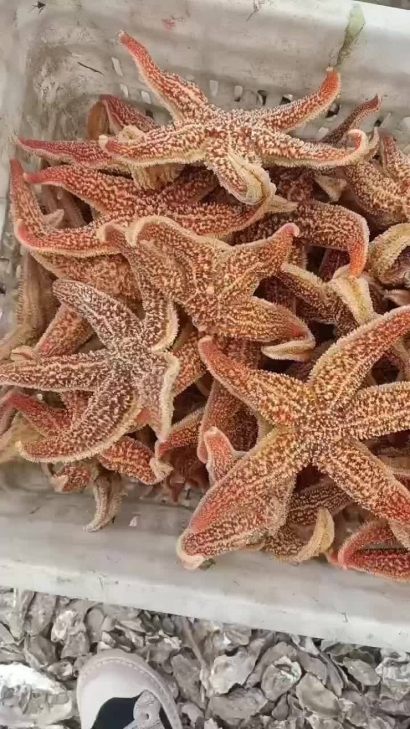 渤海湾大海星