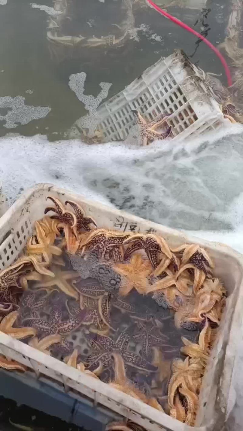 渤海湾大海星