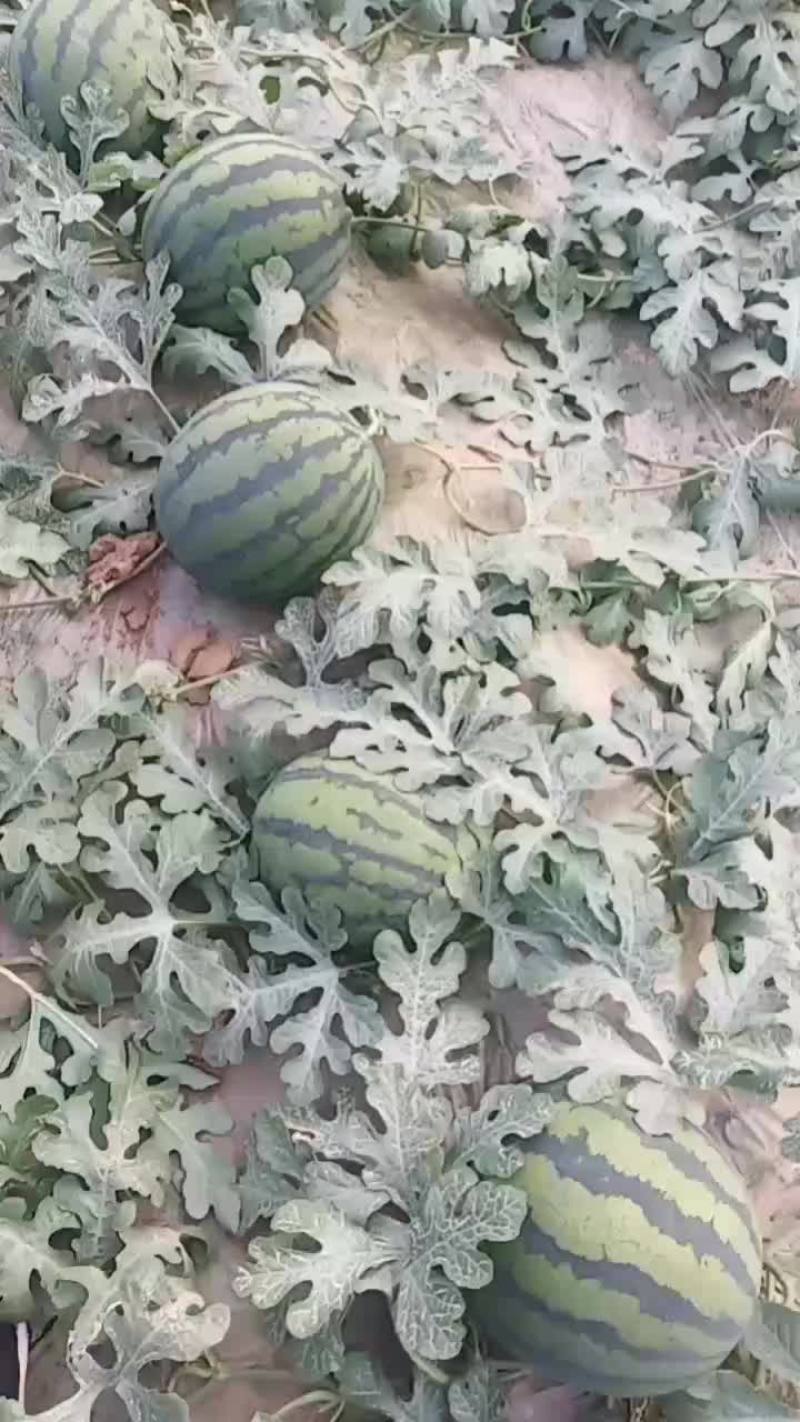 山东甜王大量上市