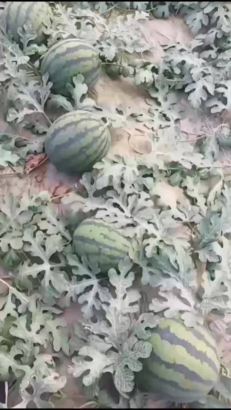 山东甜王大量上市