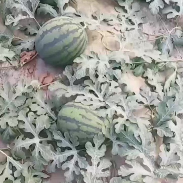 山东甜王大量上市