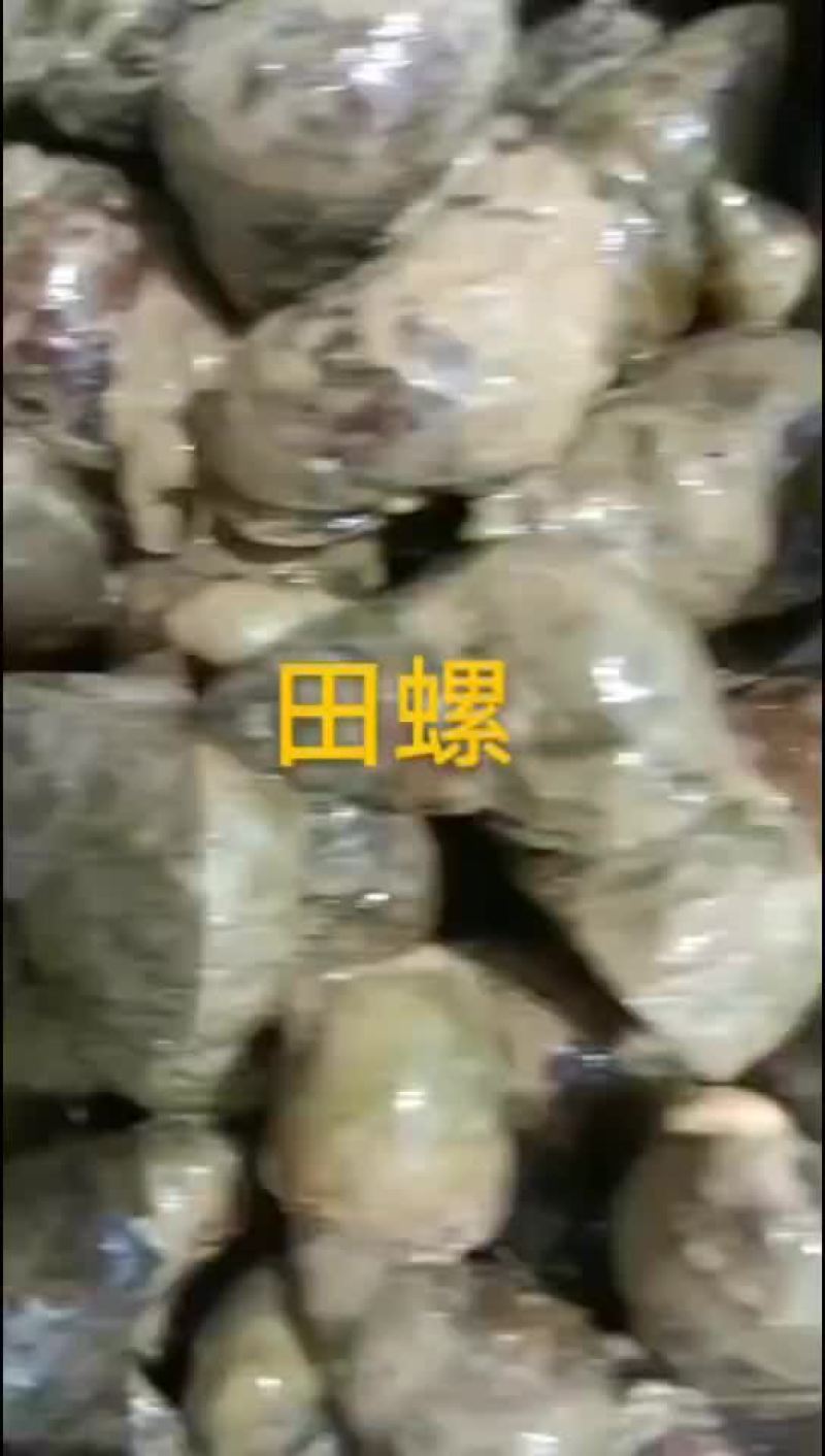 田螺