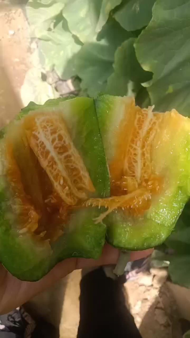 博洋九大量有货