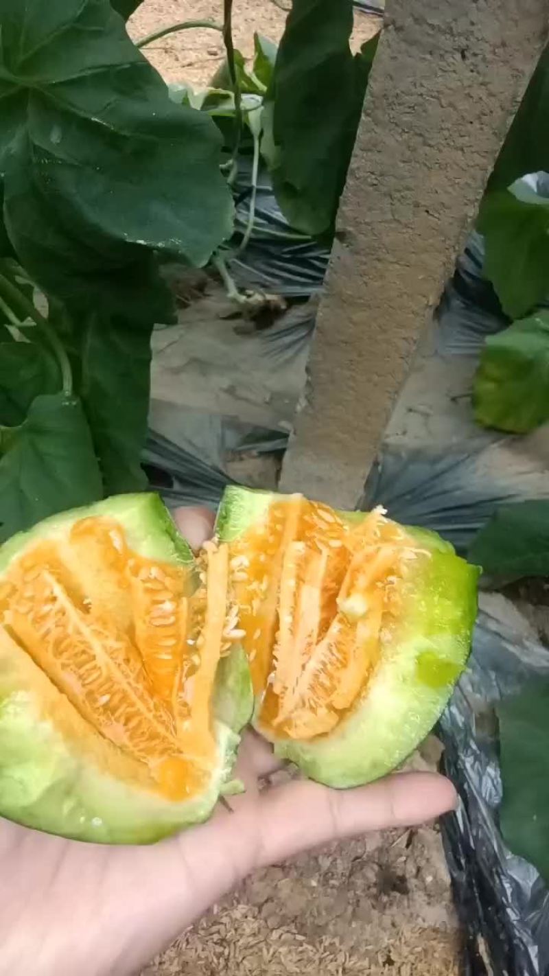 博洋九大量有货