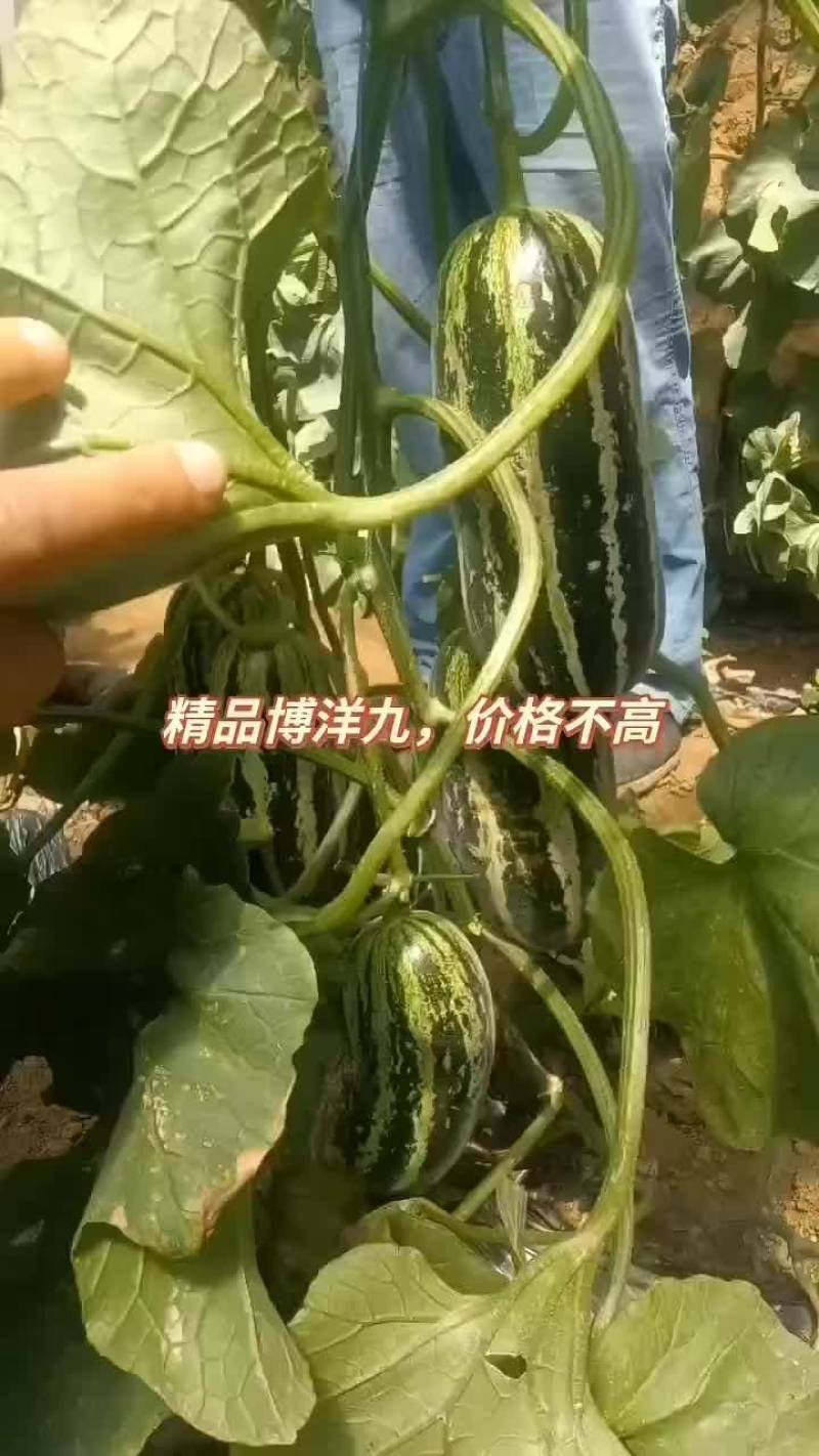 博洋九大量有货