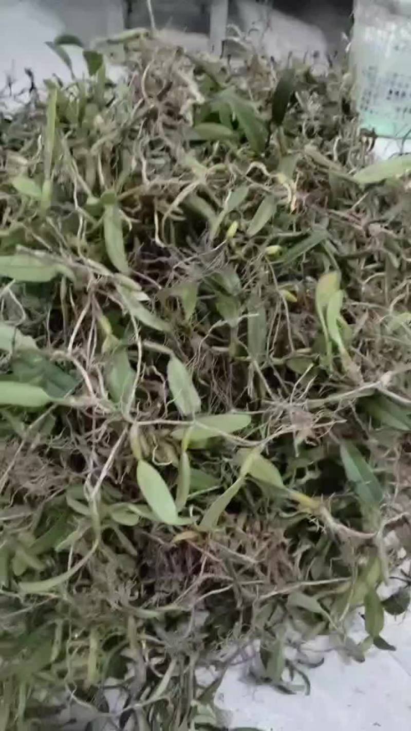 果上叶