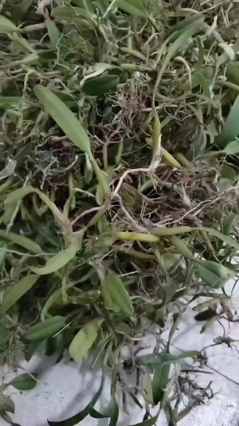 果上叶