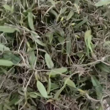果上叶