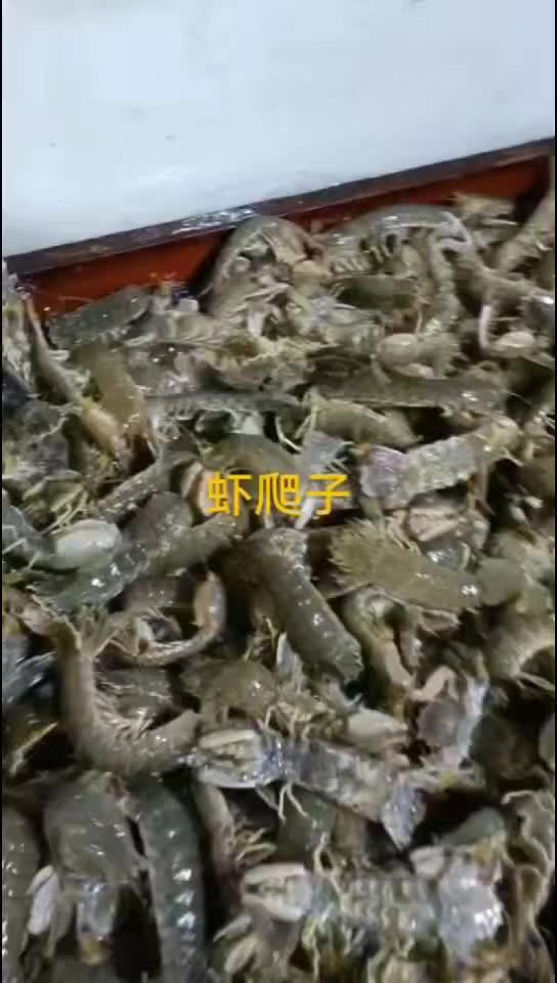 虾爬子