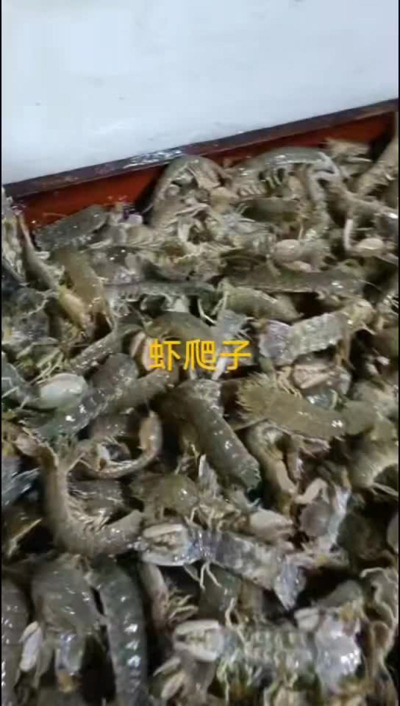 虾爬子