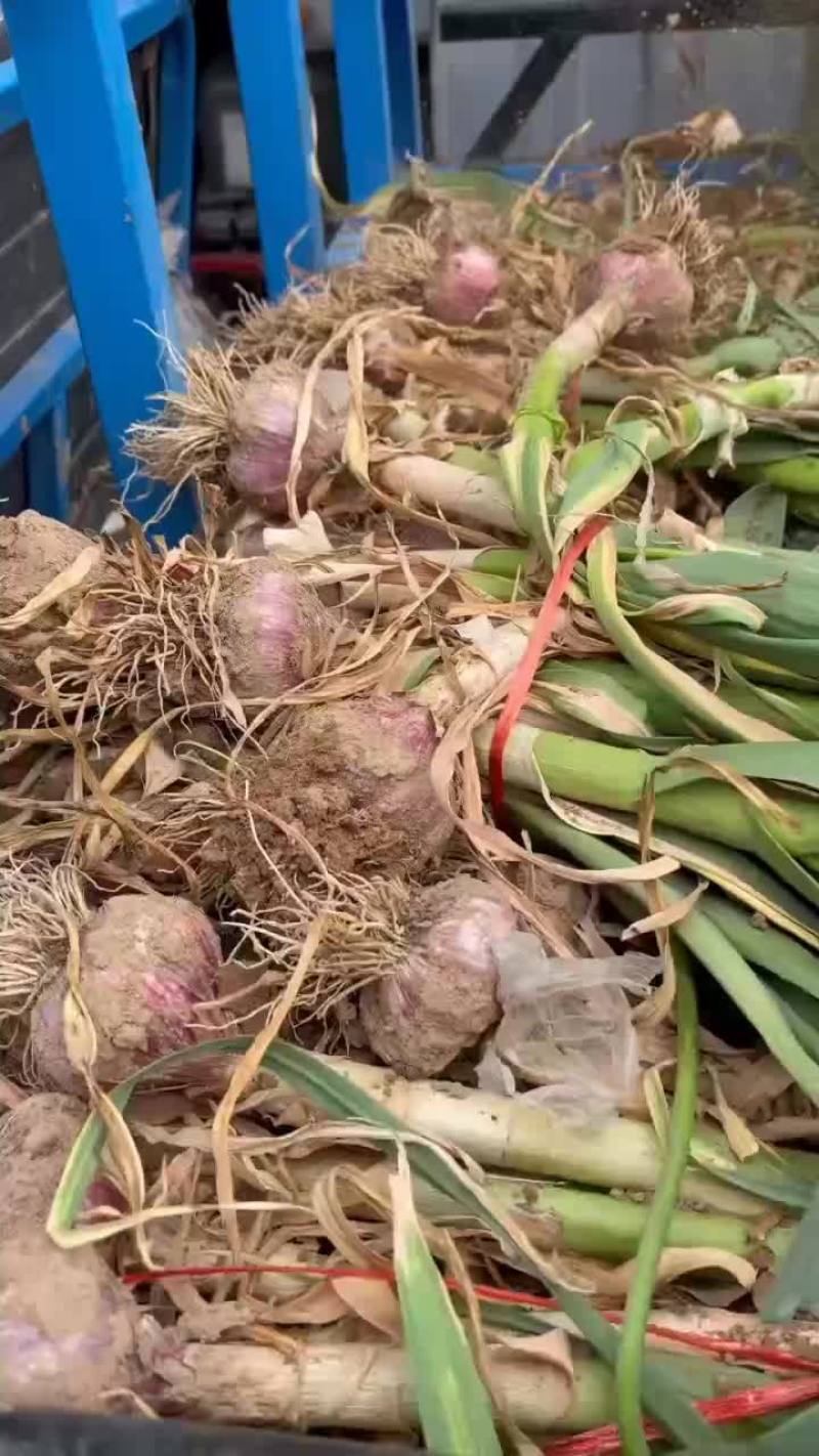 基地大蒜，质量好，货源充足，欢迎各位老板前来采购