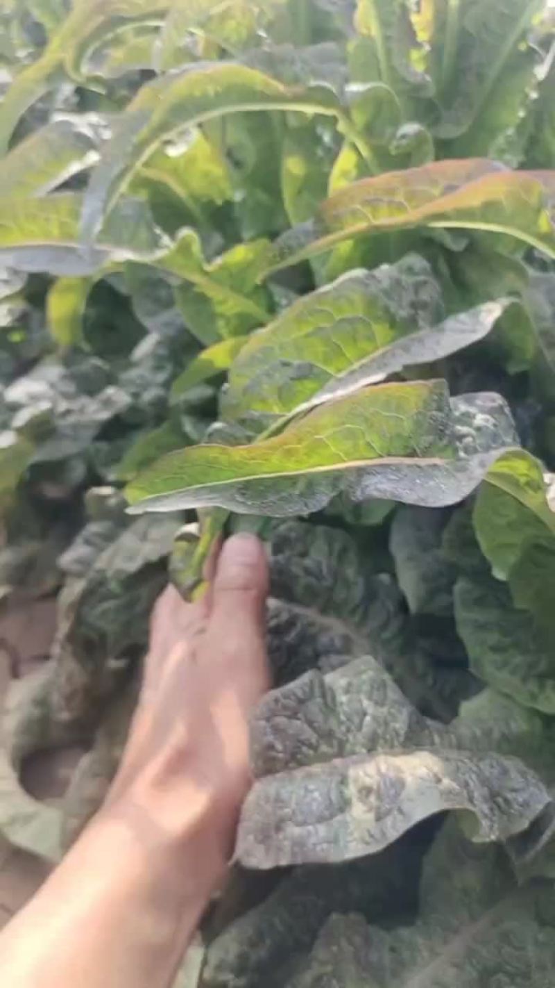 红叶莴笋