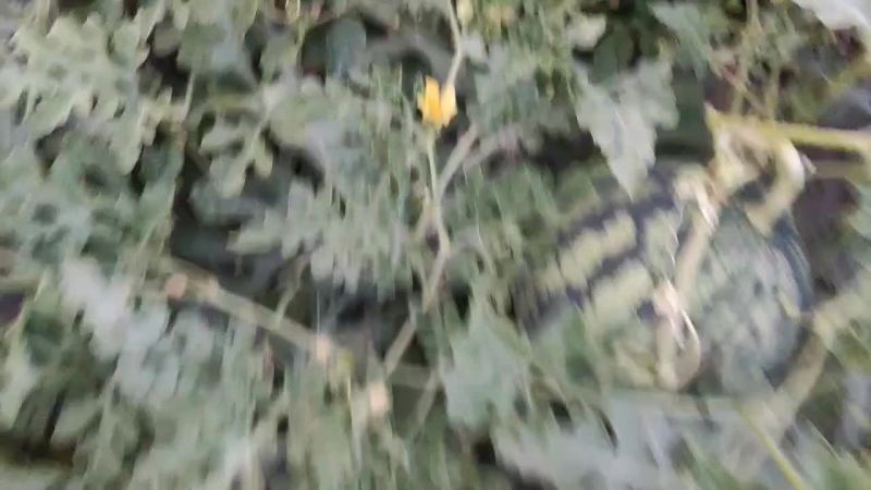 江苏东台美都西瓜大量上市供货中，欢迎新老客户光临，合作共