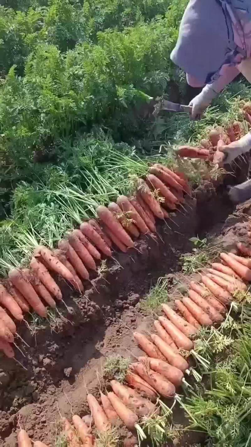 二红葫萝卜