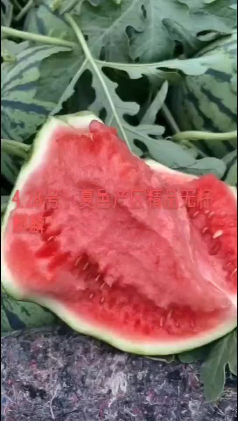 精品头茬无籽美都711