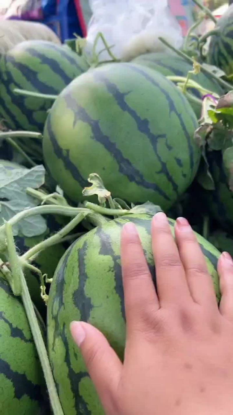 精品头茬无籽美都711