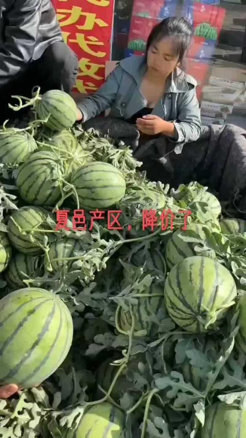 精品头茬无籽美都711