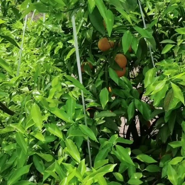 渠县沃柑