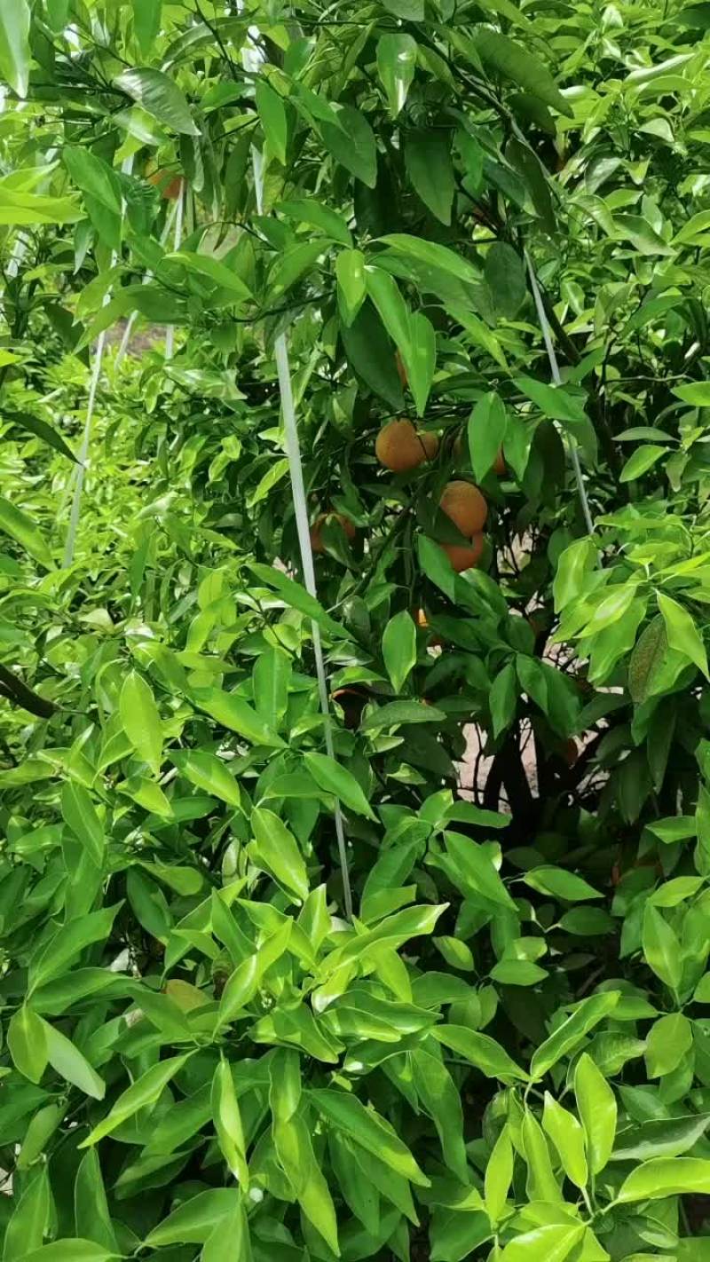 渠县沃柑
