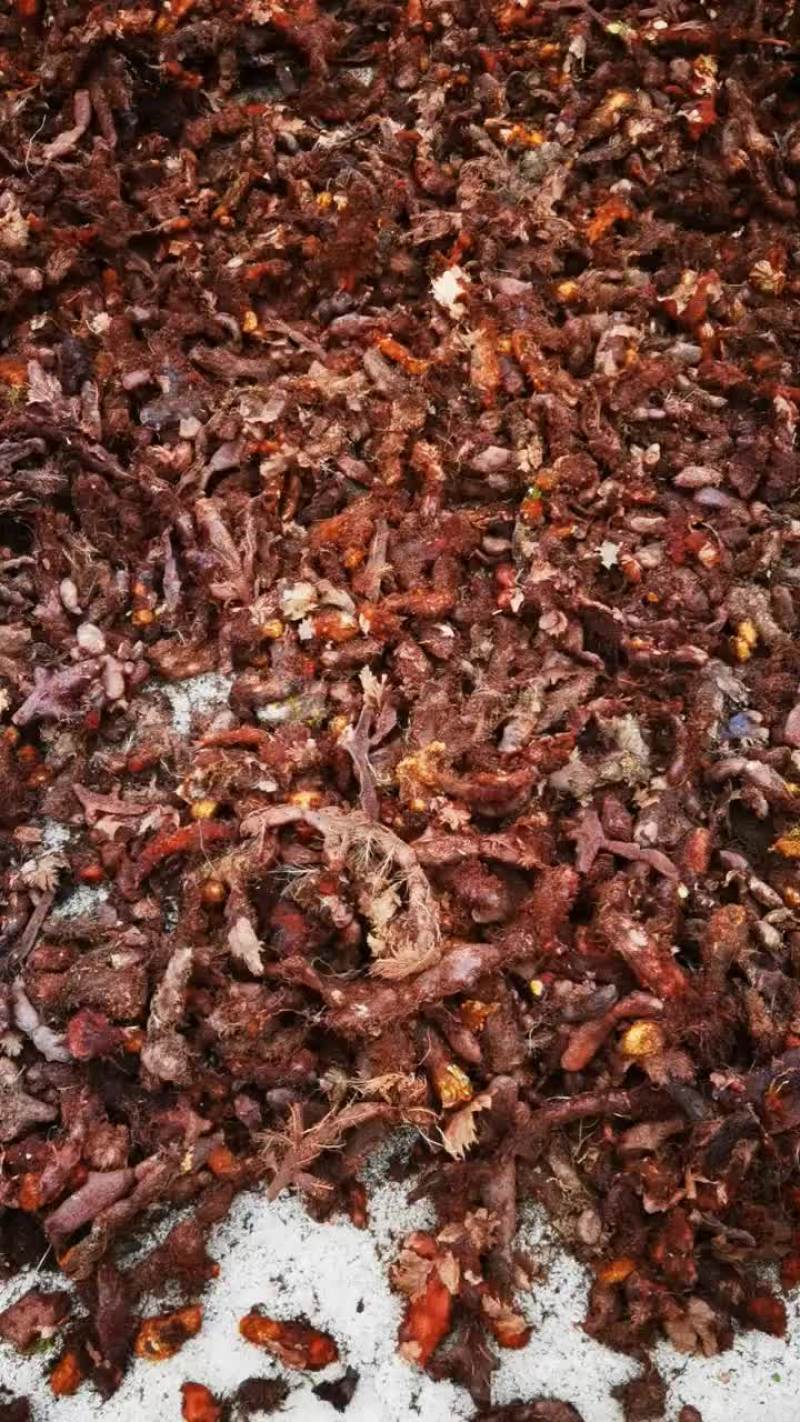 骨碎补