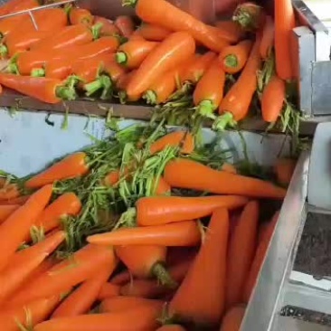 胡萝卜玉米，辣椒，莴笋等